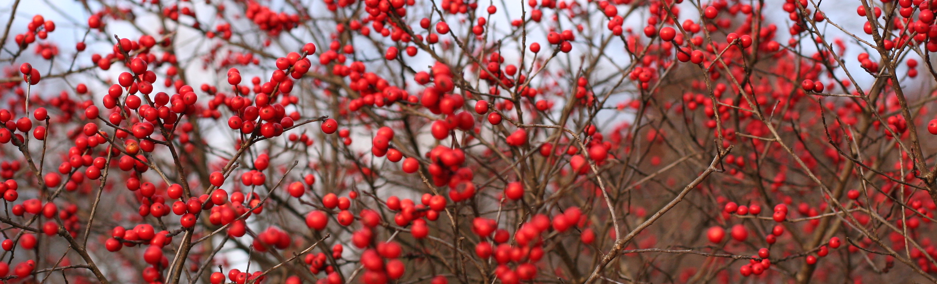 Plants with Winter Interest